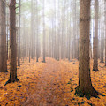 Winter Woods 3